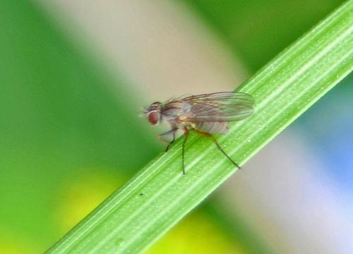 Coenosia sp.